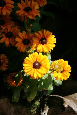IMG_6491.JPG