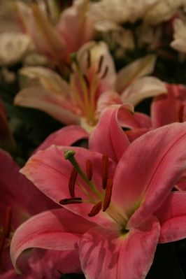 IMG_6671.JPG