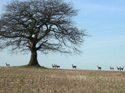 Deer at Westmill
