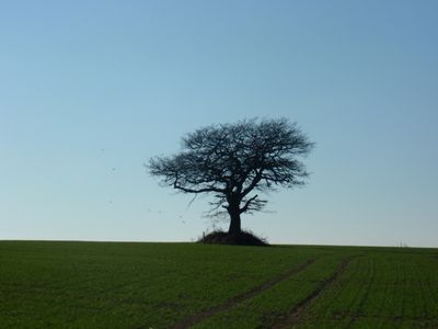 Lone Tree
