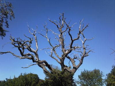 Naked Tree
