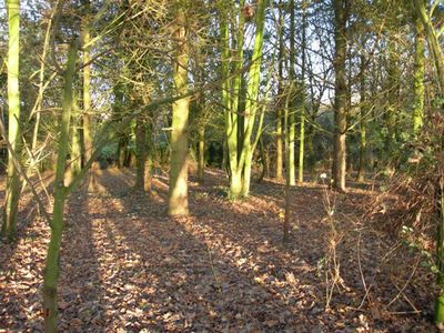 The Twitchell - Afternoon Autumn Sunlight
