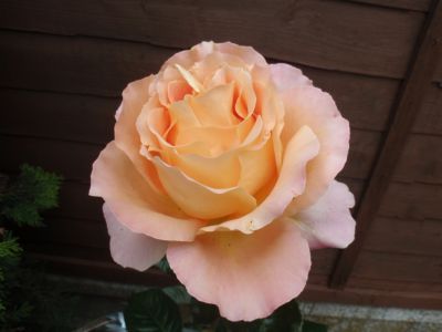 All Things Bright And Beautiful
