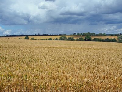 Gift Of Finest Wheat
