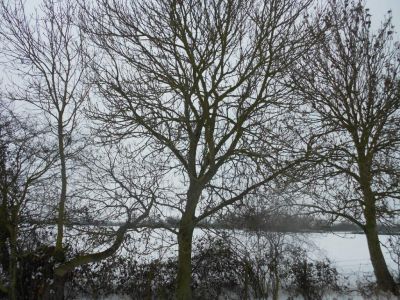 In The Bleak Midwinter
