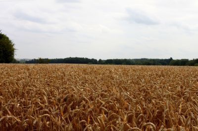 In The Earth The Small Seed Is Hidden
