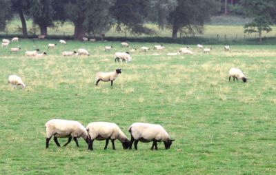Loving Shepherd Of Thyn Sheep
