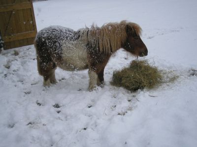 See Amid The Winter's Snow
